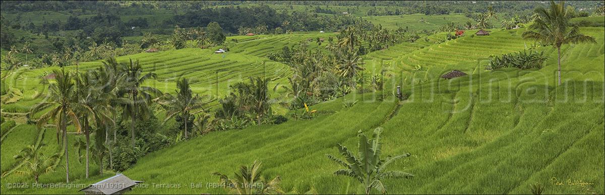 Peter Bellingham Photography Rice Terraces - Bali (PBH4 00 16645)